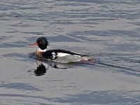 Red-Breasted Merganser